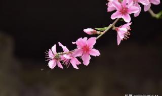 兰花桃花怎么养护